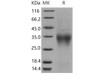 Mouse CD28/TP44 Recombinant Protein (RPES4735)