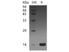 Human CCL16 Recombinant Protein (RPES4760)