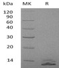 Human SSPINK7/ECG2 Recombinant Protein (RPES4826)