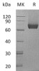 Mouse IL7RA/CD127 Recombinant Protein (His Tag) (RPES4861)