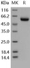 Osteoprotegerin/TNFRSF11B Recombinant Protein (RPES4898)