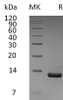 Human CCL8/MCP-2 Recombinant Protein (RPES4944)