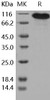 Human BCAM Recombinant Protein (RPES5079)