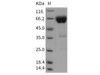 Rat CD2 Recombinant Protein (Fc Tag) (RPES5089)
