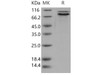 Human E-Cadherin/CDH1 Recombinant Protein (RPES5103)
