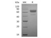 Human CD28/TP44 Recombinant Protein (RPES5104)