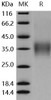 Mouse CD16-2/FCGR4 Recombinant Protein (RPES5121)