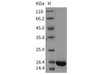 Rat REG3A/HIP Recombinant Protein (His Tag) (RPES5138)