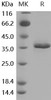 Mouse sFRP2 Recombinant Protein (His Tag) (RPES5242)