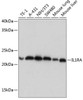 Cell Biology Antibodies 16 Anti-IL-1RA Antibody CAB11103