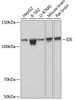 Immunology Antibodies 3 Anti-IDE Antibody CAB11190