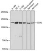 Cell Biology Antibodies 16 Anti-CD41 Antibody CAB11490