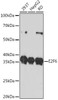 Cell Cycle Antibodies 2 Anti-E2F6 Antibody CAB11546
