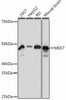 Cell Death Antibodies 2 Anti-MEK7 Antibody CAB12950