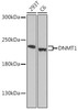 Epigenetics and Nuclear Signaling Antibodies 5 Anti-DNMT1 Antibody CAB16833