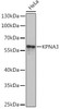 Immunology Antibodies 3 Anti-KPNA3 Antibody CAB16907