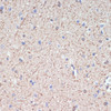 Cell Biology Antibodies 14 Anti-MAG Antibody CAB16914