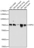 Cell Biology Antibodies 14 Anti-NPR3 Antibody CAB16932