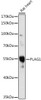 Cell Biology Antibodies 14 Anti-PLAG1 Antibody CAB16952
