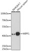 Cell Biology Antibodies 14 Anti-WIPF1 Antibody CAB17003