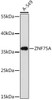Cell Biology Antibodies 14 Anti-ZNF75A Antibody CAB17010