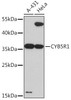 Cell Biology Antibodies 13 Anti-CYB5R1 Antibody CAB17160