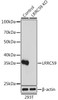 KO Validated Antibodies 1 Anti-LRRC59 Antibody CAB17178KO Validated