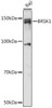 Cell Biology Antibodies 13 Anti-BRSK1 Antibody CAB17226