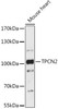 Western blot analysis of extracts of Mouse heart, using TPCN2 antibody at 1:1000 dilution. Secondary antibody: HRP Goat Anti-Rabbit IgG (H+L) at 1:10000 dilution. Lysates/proteins: 25ug per lane. Blocking buffer: 3% nonfat dry milk in TBST. Detection: ECL Enhanced Kit. Exposure time: 300s.