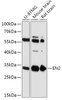 Cell Biology Antibodies 13 Anti-EN2 Antibody CAB17480