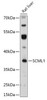 Cell Biology Antibodies 13 Anti-SCML1 Antibody CAB17529