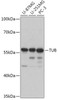 Cell Biology Antibodies 13 Anti-TUB Antibody CAB17545