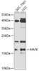 Cell Biology Antibodies 13 Anti-MAFK Antibody CAB17551