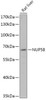 Cell Biology Antibodies 13 Anti-NUP58 Antibody CAB17598