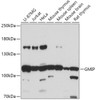 Cell Biology Antibodies 13 Anti-GMIP Antibody CAB17702