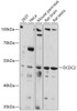 Cell Biology Antibodies 13 Anti-DCDC2 Antibody CAB17704