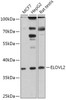 Cell Biology Antibodies 13 Anti-ELOVL2 Antibody CAB17712