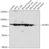 Cell Biology Antibodies 13 Anti-NUFIP2 Antibody CAB17740