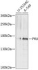 Cell Biology Antibodies 13 Anti-PRX Antibody CAB17744