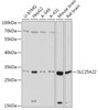 KO Validated Antibodies 1 Anti-SLC25A22 Antibody CAB17772KO Validated