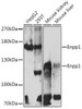 Cell Biology Antibodies 15 Anti-Enpp1 Antibody CAB17876