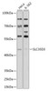 Cell Biology Antibodies 15 Anti-SLC35D3 Antibody CAB17880