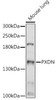 Cell Biology Antibodies 15 Anti-PXDN Antibody CAB17929
