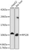 Cell Biology Antibodies 14 Anti-RPS28 Antibody CAB17937
