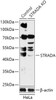 KO Validated Antibodies 1 Anti-STRADA Antibody CAB18012KO Validated