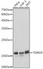 KO Validated Antibodies 1 Anti-TOM20 Antibody CAB18047KO Validated