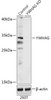 KO Validated Antibodies 1 Anti-YWHAG Antibody CAB18060KO Validated