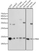 Cell Biology Antibodies 14 Anti-PIN4 Antibody CAB18173