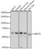 Cell Biology Antibodies 14 Anti-ABCD3 Antibody CAB18177