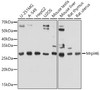 Cell Biology Antibodies 14 Anti-Mrpl46 Antibody CAB18187
